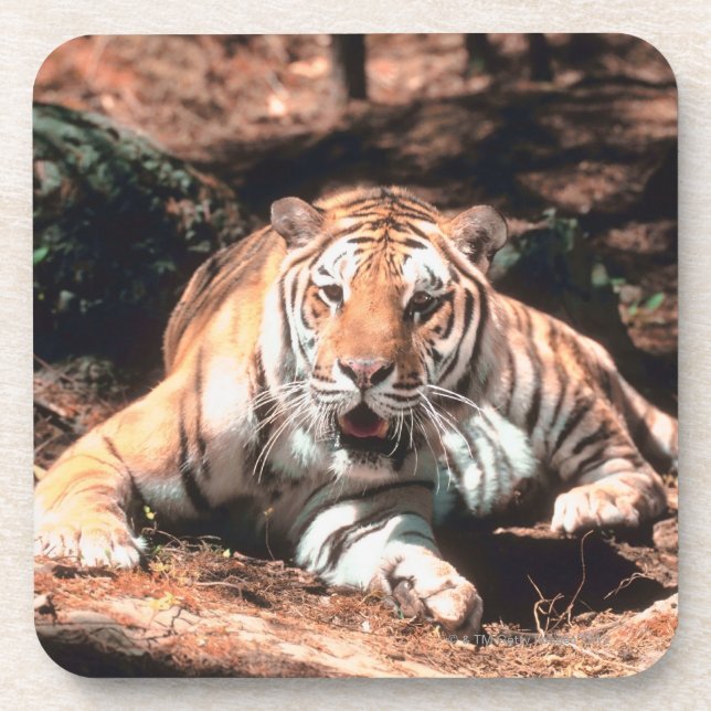 Tiger resting coaster (Front)