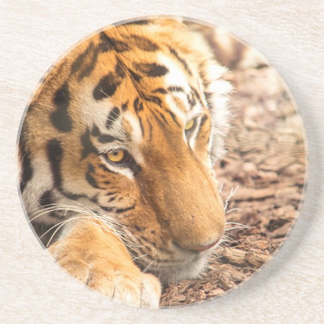 Tiger resting drink coaster (Front)