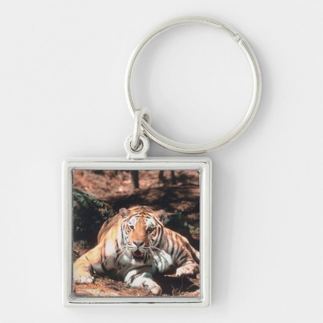 Tiger resting keychain (Front)