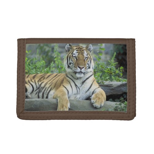 Tiger Resting On Rock Wallet