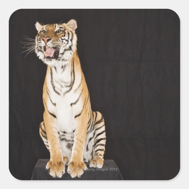 Tiger roaring square sticker (Front)