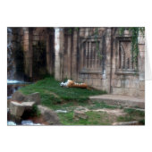 Tiger Roll (Front Horizontal)