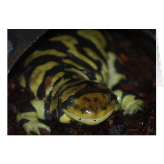 tiger salamander (Front Horizontal)