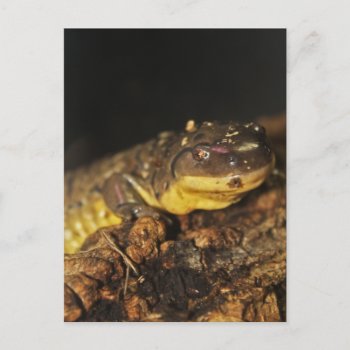 Tiger Salamander Postcard by visualblueprint at Zazzle
