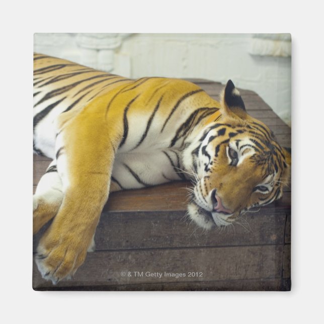 Tiger, Samui, Thailand Magnet (Front)