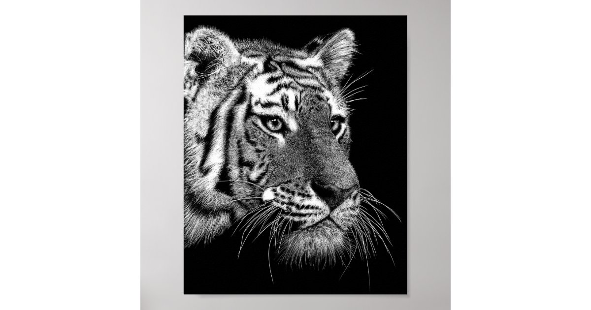 Tiger scratchboard portrait poster | Zazzle