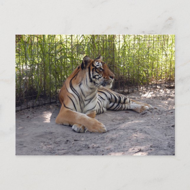 tiger-sermonti-001 postcard (Front)