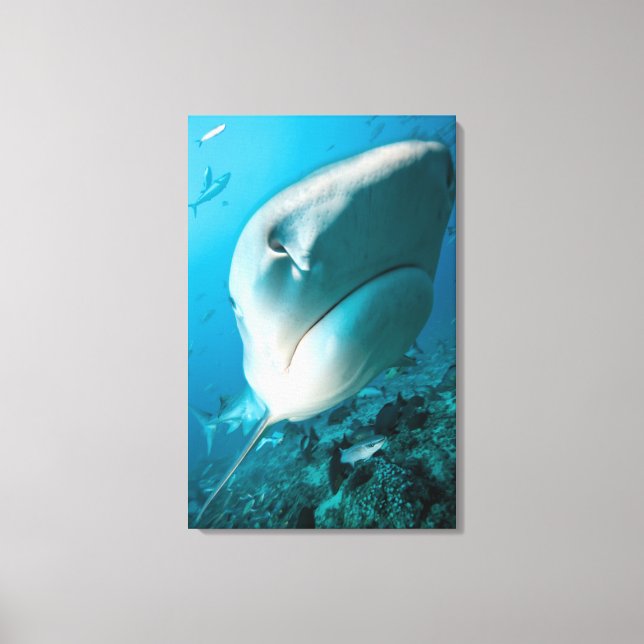 Tiger shark (Galeocerdo cuvier) Shark feed Canvas Print (Front)