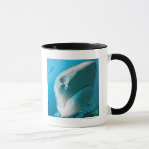 Tiger shark (Galeocerdo cuvier) Shark feed Mug
