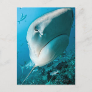 Tiger shark (Galeocerdo cuvier) Shark feed Postcard