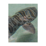 Tiger Shark Postcard