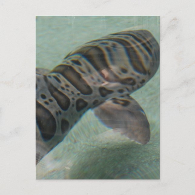 Tiger Shark Postcard (Front)