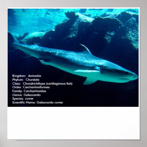 Tiger Shark scientifc name Poster