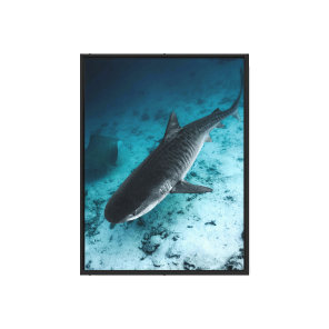 Tiger Shark Underwater Ocean Wildlife Canvas Wall  Print