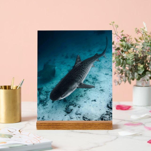 Tiger Shark Underwater Photography Ocean Scene Acrylic Sign (Wedding)