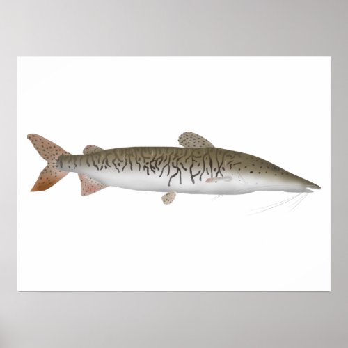 Tiger Shovelnose Catfish Poster