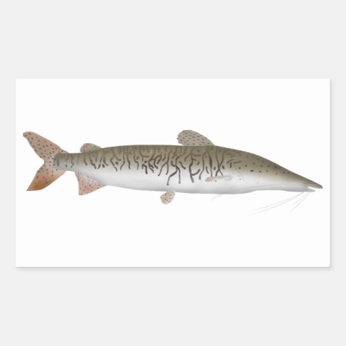 Tiger Shovelnose Catfish Rectangular Sticker