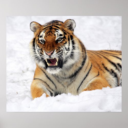 Tiger Showing His Fangs While Laying On Snow Poster