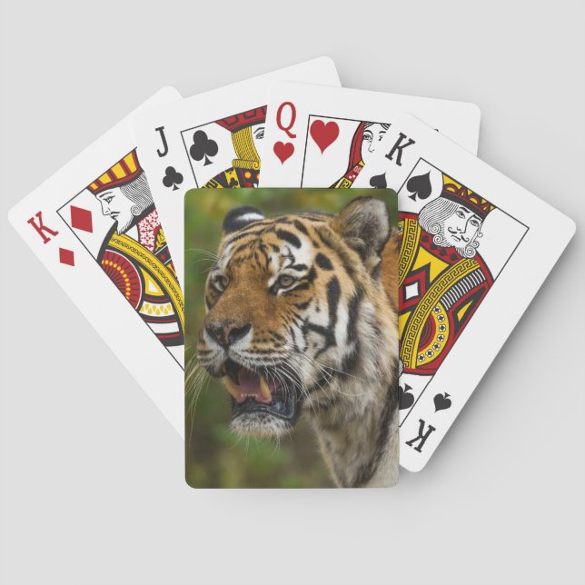 Tiger Showing His Teeth Poker Cards (Back)