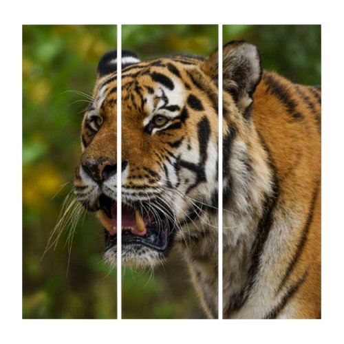 Tiger Showing His Teeth Triptych