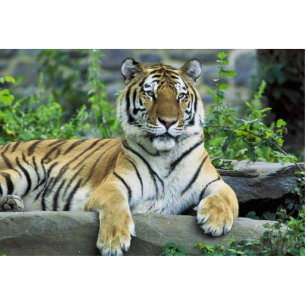 Tiger, Siberian Statuette