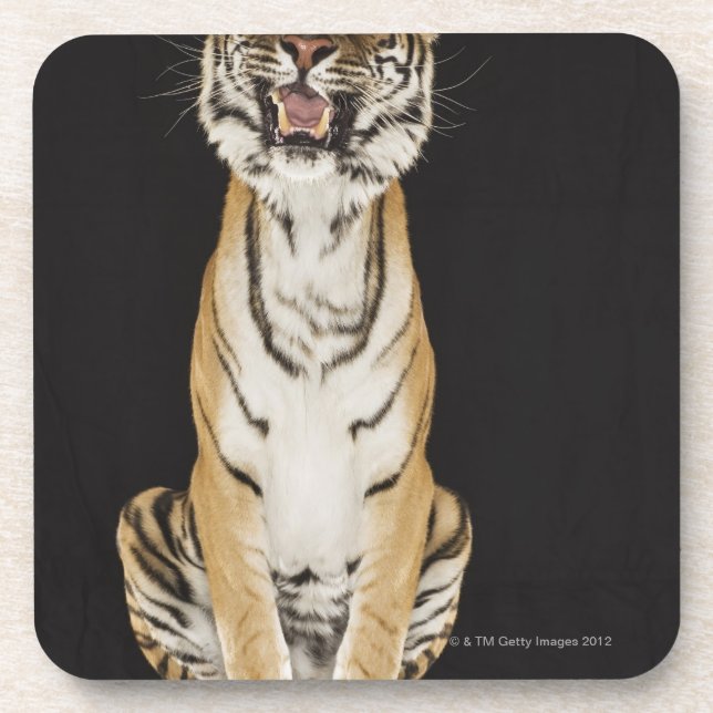 Tiger sitting on platform drink coaster (Front)