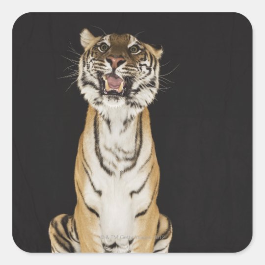 Tiger sitting on platform square sticker