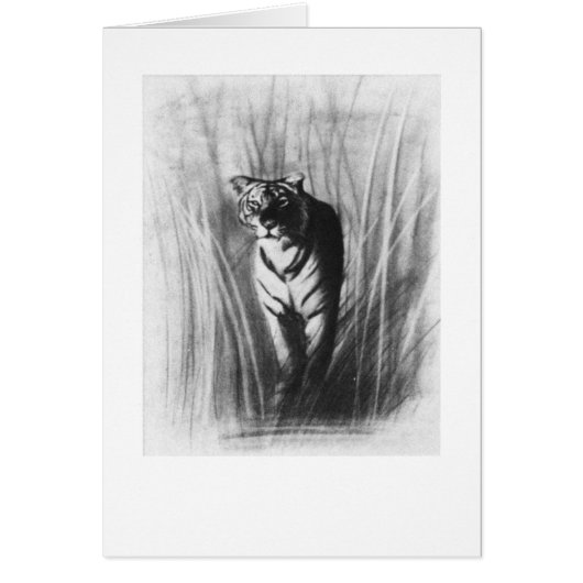 Tiger sketch cards (Front)