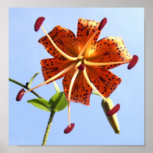 Tiger Sky Poster (Front)