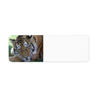 Tiger-sleeping-in-the-grass WILD ANIMALS BIG CATS Label