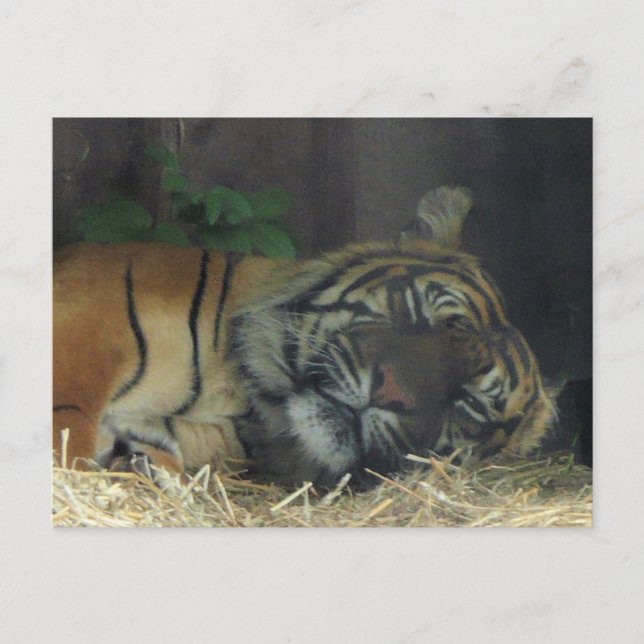 Tiger Sleeping? Postcard (Front)