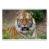 Tiger Smile (Front Horizontal)