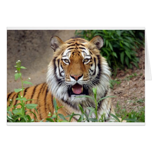Tiger Smile Cards (Front Horizontal)