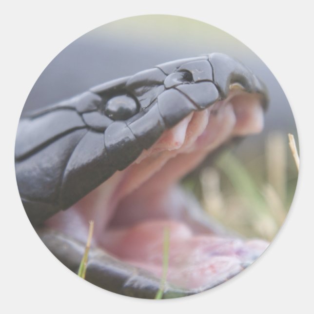 Tiger Snake Classic Round Sticker (Front)