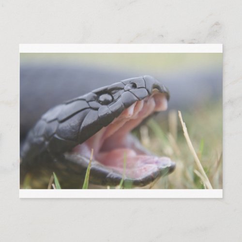 Tiger Snake Postcard