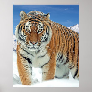 Tiger Snow Mountains Nature Winter Photo Poster