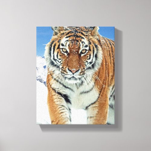 Tiger Snow Mountains Winter Nature Photo Canvas