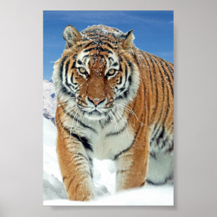 Tiger Snow Mountains Winter Photo Nature Poster