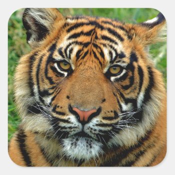 Tiger Square Sticker by Lokisbooksnmore at Zazzle