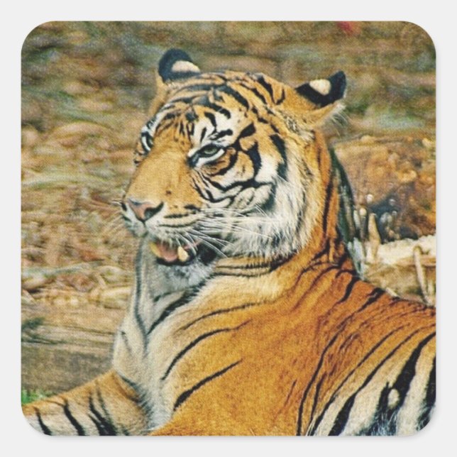 Tiger Square Sticker (Front)