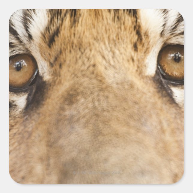 Tiger Square Sticker (Front)