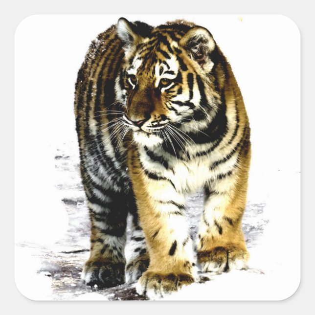 Tiger Square Sticker (Front)