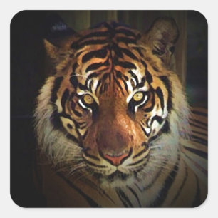 Tiger Square Sticker