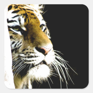 Tiger Square Sticker