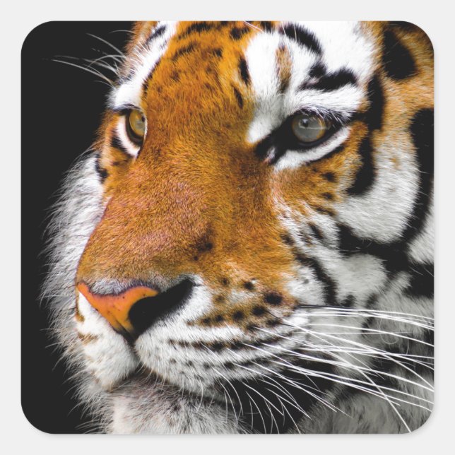 Tiger Square Sticker (Front)