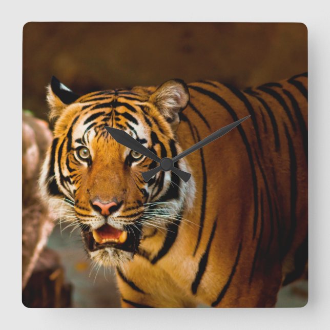 Tiger Square Wall Clock (Front)