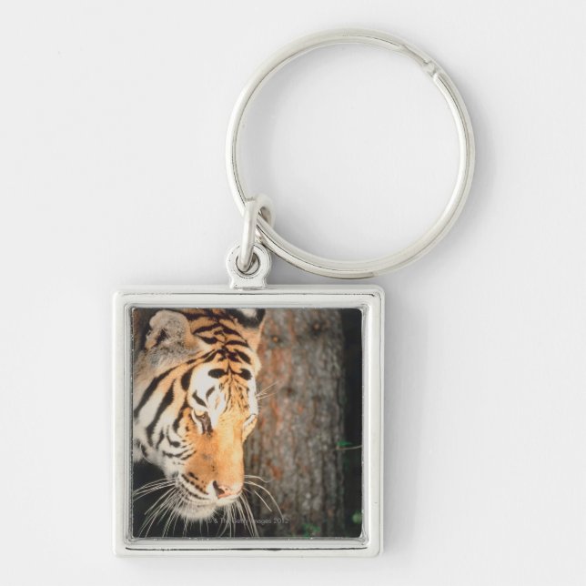 Tiger stalking keychain (Front)