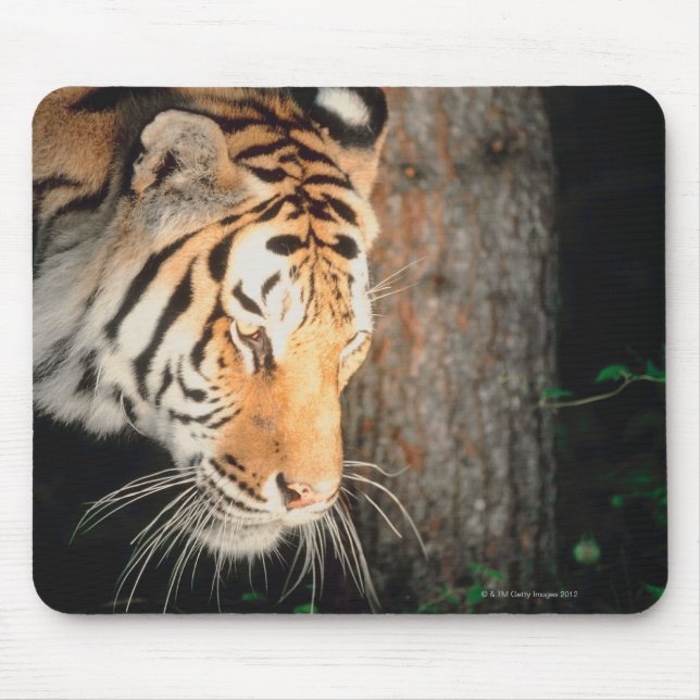 Tiger stalking mouse pad (Front)