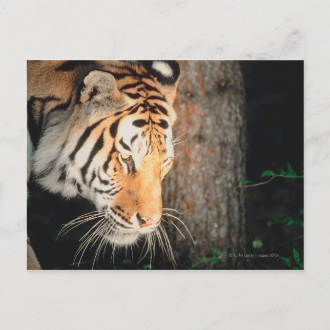 Tiger stalking postcard (Front)