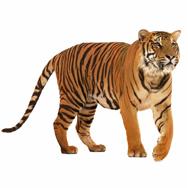 tiger statuette (Front)